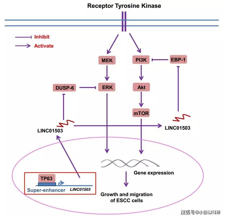 2)組蛋白修飾h3k27 acetylation activated-long non-coding rna ccat