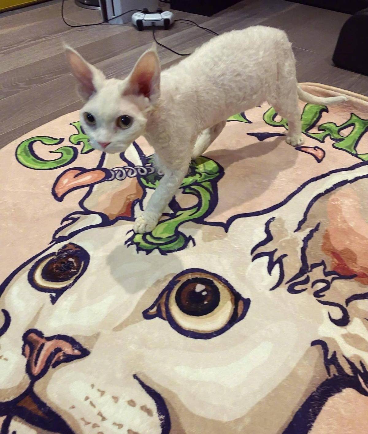 陈伟霆将接吻照印在自创品牌衣服上贩售?粉丝质问没正面回复!