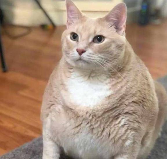 体重这几种易胖体质的猫，连橘猫都赶不上它们，胖到看不见腿