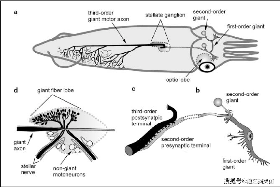 鱿鱼的身体结构图片