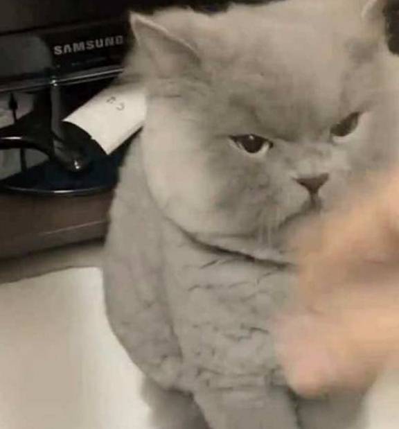 主人无聊去逗蓝猫,却不小心惹怒了它,满脸气愤却把人萌出血 主人无聊去逗蓝猫,却不小心惹怒了它,满脸气愤却把人萌出血