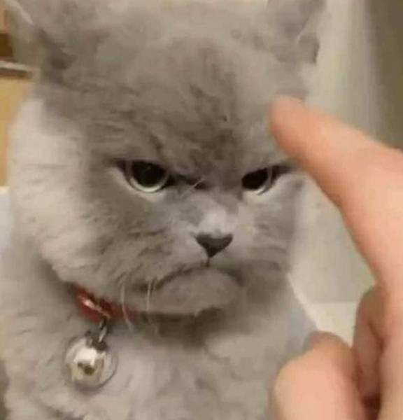 主人无聊去逗蓝猫,却不小心惹怒了它,满脸气愤却把人萌出血 主人无聊去逗蓝猫,却不小心惹怒了它,满脸气愤却把人萌出血
