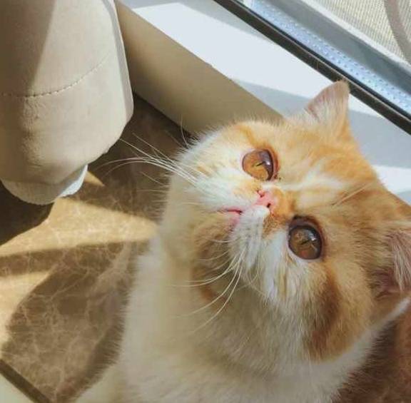 体重这几种易胖体质的猫，连橘猫都赶不上它们，胖到看不见腿