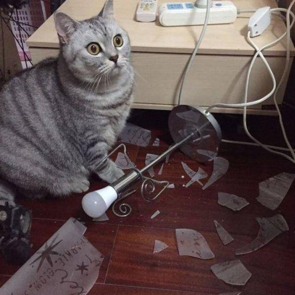 猫咪怎么才能不拆家 174a7a652cf5436793a9d8a84488a3f8.jpeg