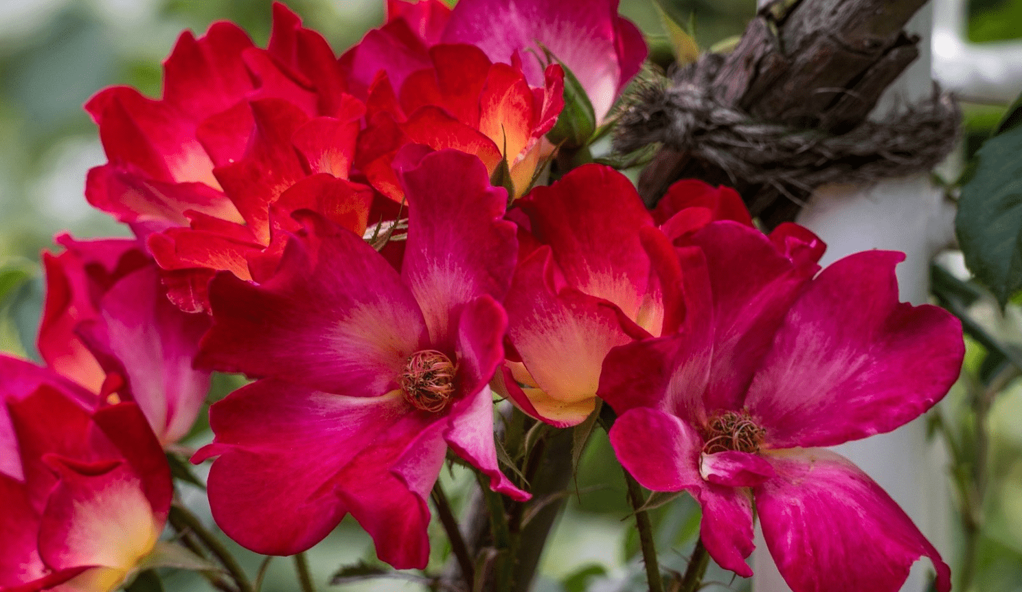 主页 宿州生活 关注 > 红兰今期有玄机是什么生肖