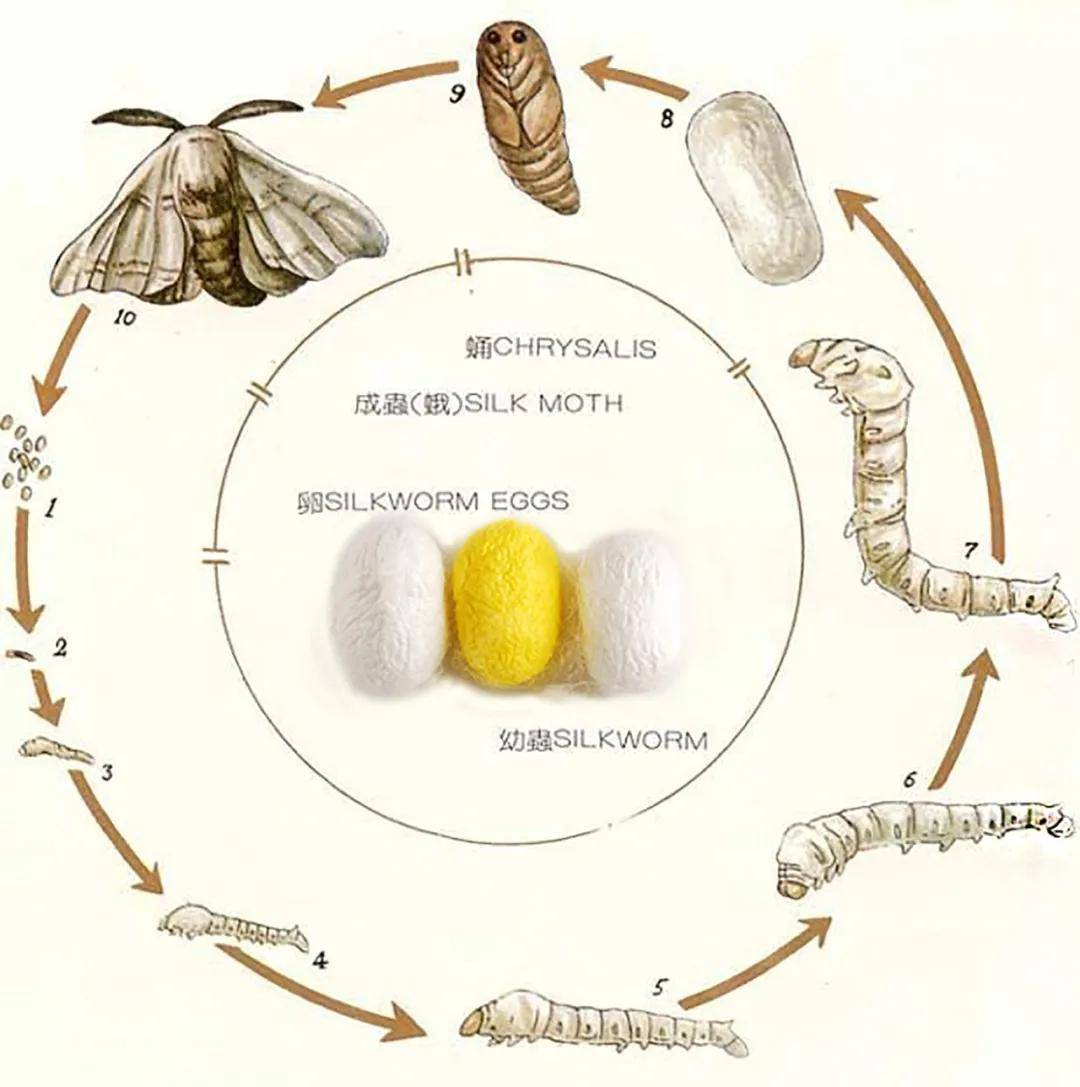 蚕蛹嘴在哪里图片图片