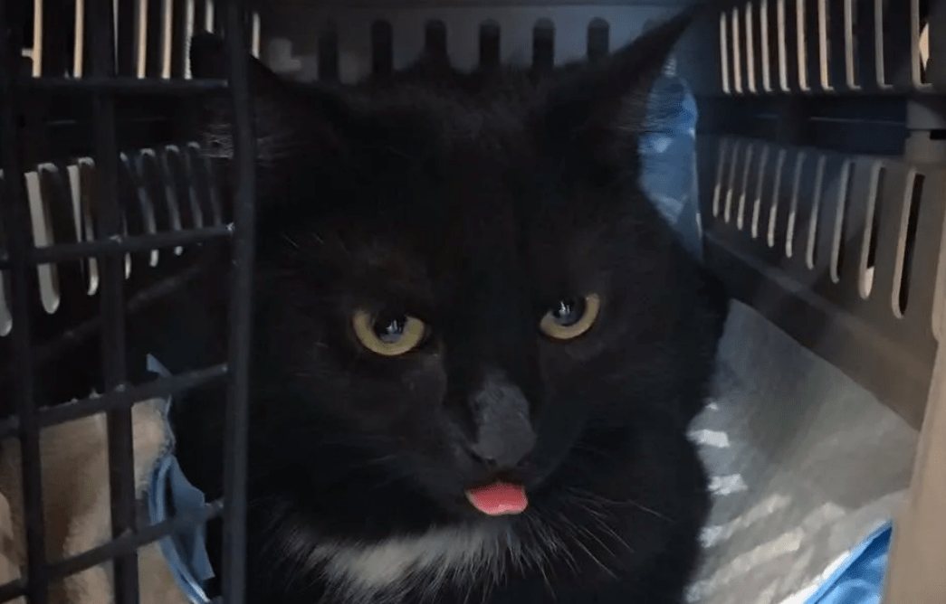 曾经喂养的小黑猫突然消失，却在一年之后，带着孩子找上门来