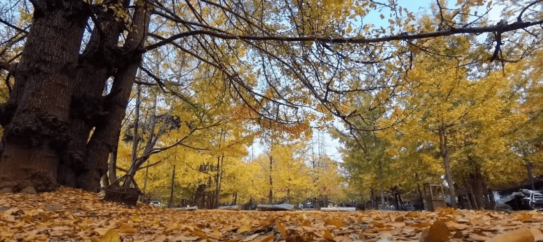 色彩|关于银杏村的一天慢时光