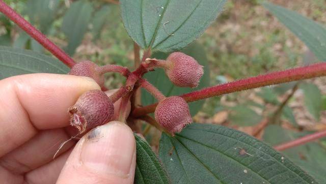 野牡丹果子就想吃,用根煮水泡脚,解风湿痹痛之烦恼_养生_植物_果实