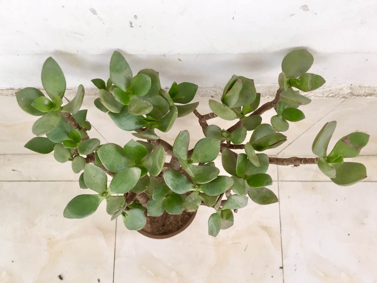 土硬的像石头 学好3招 土壤松软像发糕 植物 叶子会 羊粪