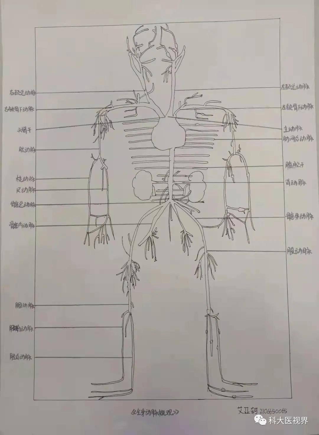 解剖绘画大赛作品简介图片