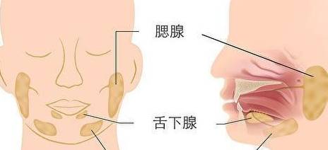 也叫涎,但并非痰;是口腔内的腮腺,颌下腺,舌下腺三对唾液腺共同分泌的