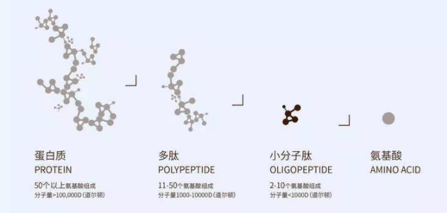 神奇的蛋白小肽