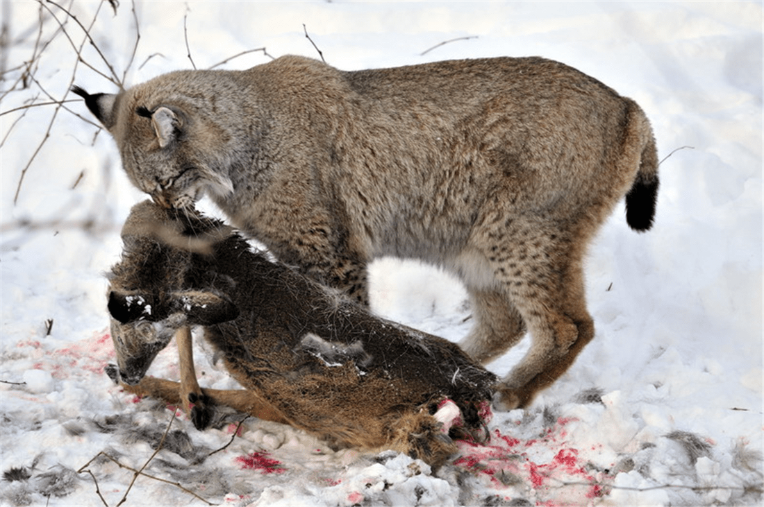 长江源出现狼猫，1年吃掉200只野兔，连大20倍的驼鹿也不放过