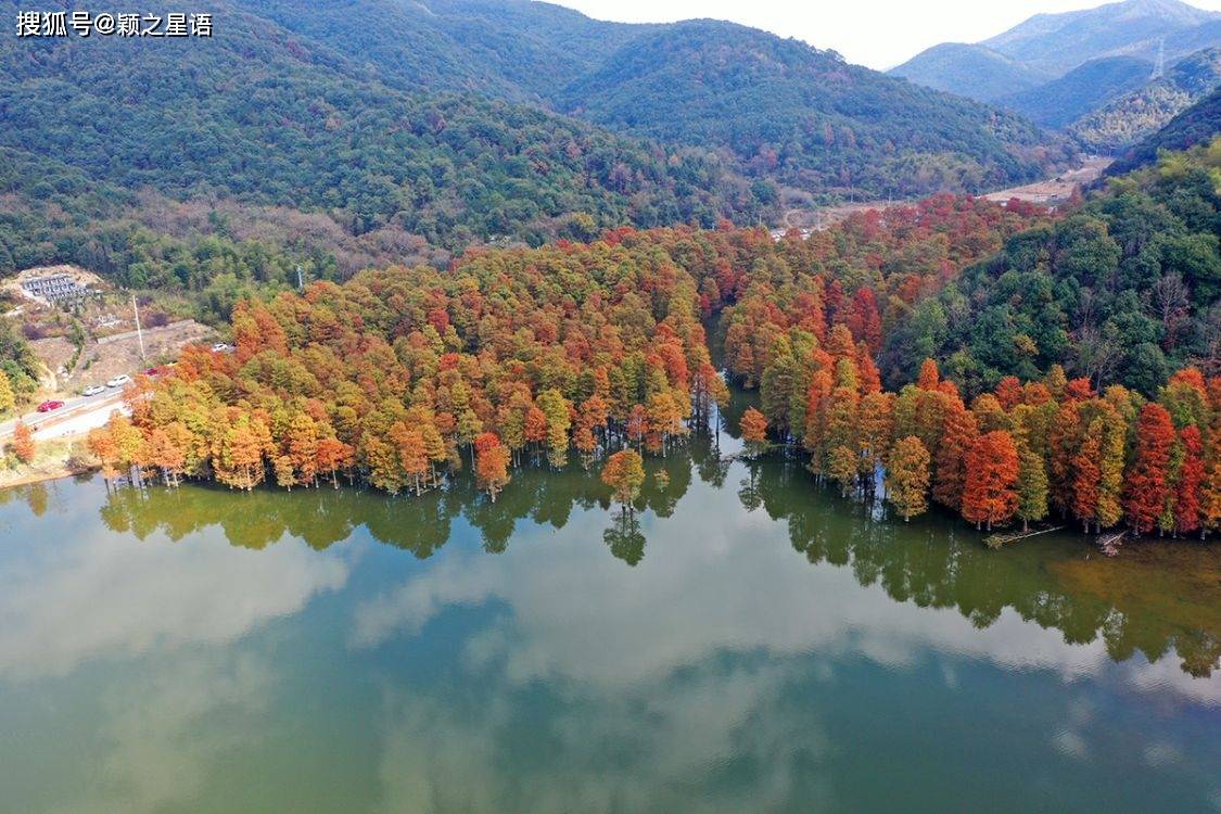 上虞最美红杉林，石井水库，一衣带水