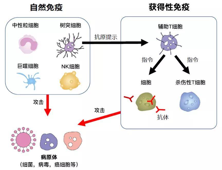 (图1)自然免疫与获得性免疫人体内有两种免疫应答类型:自然免疫(也叫