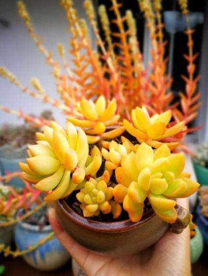 多肉种子几月份种 471172d346864d26a313da97f8bb5580.jpeg