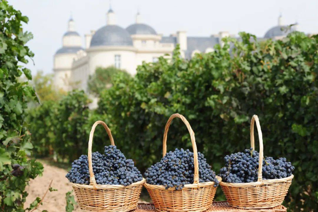 全球|2021全球顶级葡萄酒TOP100,龙谕成中国唯一入选酒款