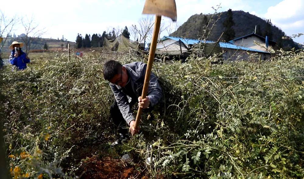 3年时间,老农靠它挣了32套房_程墩儒_山豆根_肥料