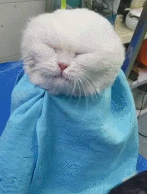 猫咪老婆生孩子，就将猫送到奶奶家寄养，两个月后来接猫时笑到扶墙走