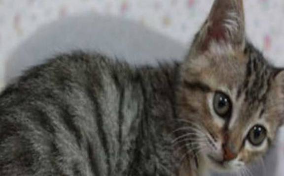 猫咪老婆生孩子，就将猫送到奶奶家寄养，两个月后来接猫时笑到扶墙走