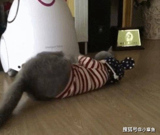 猫咪|主人说穿了衣服就有零食吃，蓝猫一分钟就穿上了，为了零食真是什么都干得出来