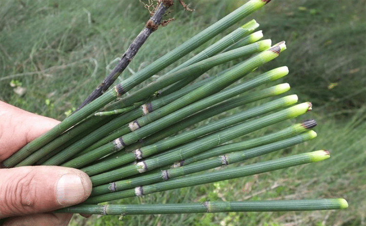 乡下的这种"节节草,以前还有人扯去卖钱,现在使劲铲都铲不完_木贼