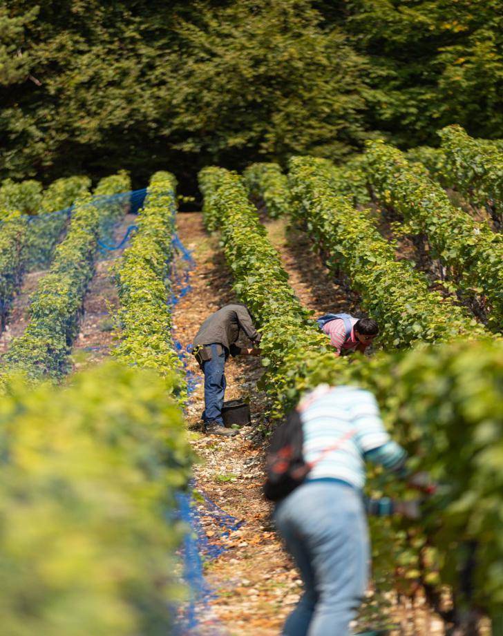 瑞士|源自1806丨瑞士与香格瑞酒庄