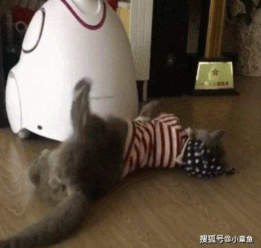 猫咪|主人说穿了衣服就有零食吃，蓝猫一分钟就穿上了，为了零食真是什么都干得出来
