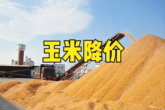 企业|玉米下跌范围扩大，华北华东领衔，东北紧随其后，官方：理性卖粮