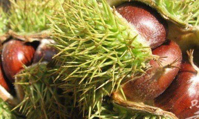 板栗可以和什么煲汤好吃 0330836f4fe249148f31abf92be97745.jpeg