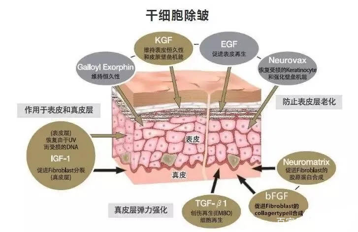 ENlivEN干细胞美容合法吗？干细胞美容可以管多久？扒一扒还有多少坑
