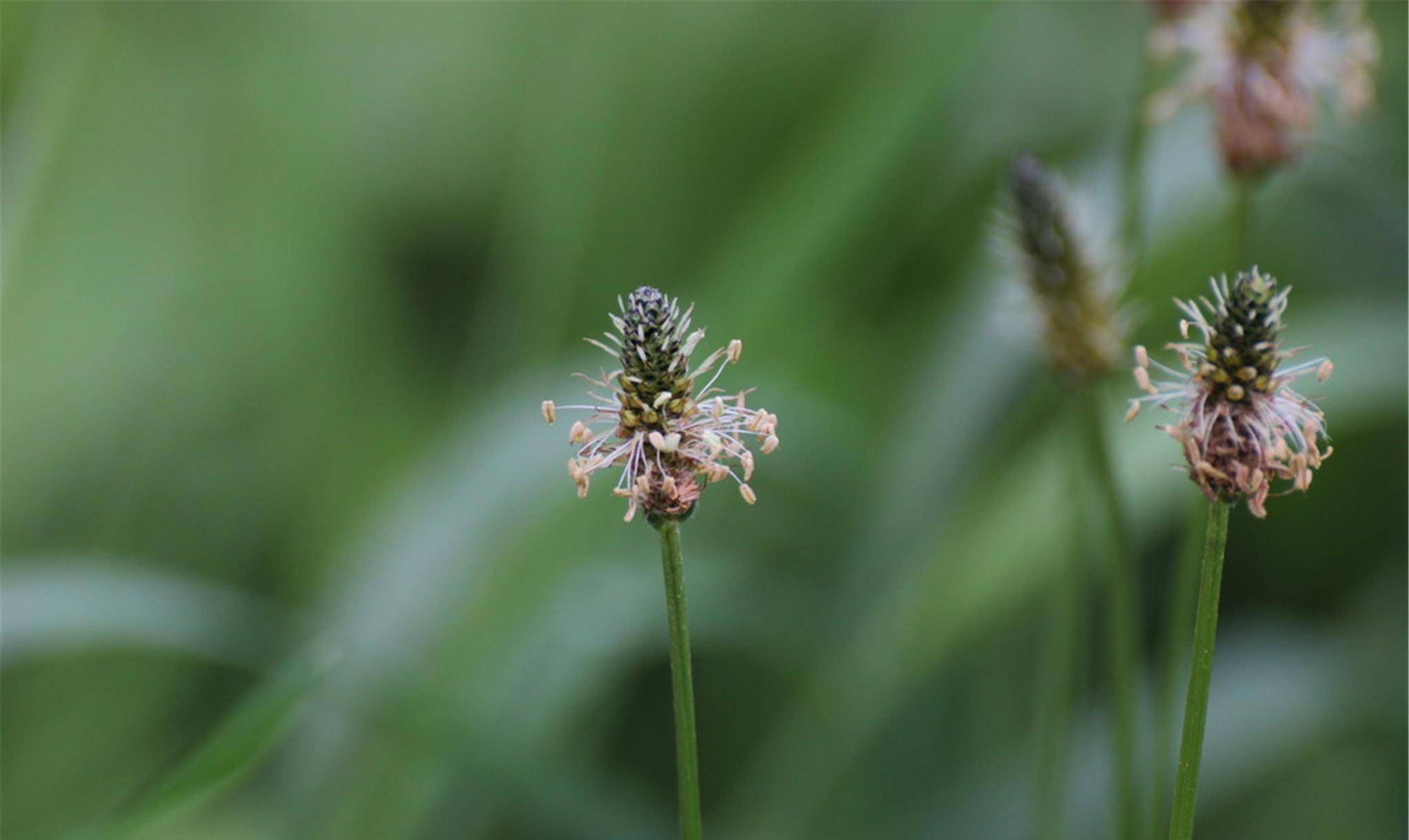 把车前草煎剂口服,能增加气管分泌物,起到祛痰作用.