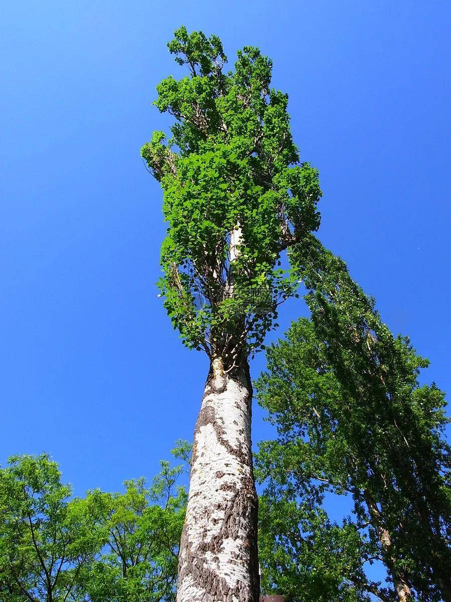 白杨树(李士改)