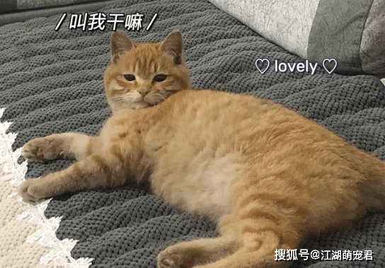 亲人|别怂恿我养橘猫，不然别怪我和你绝交