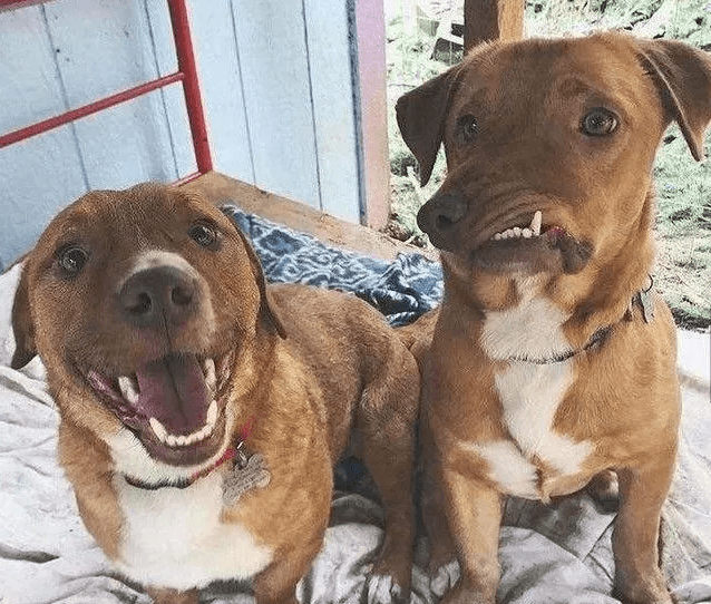 等到手术结束后,这两只狗狗就会展开面试,寻找适合的收养者.