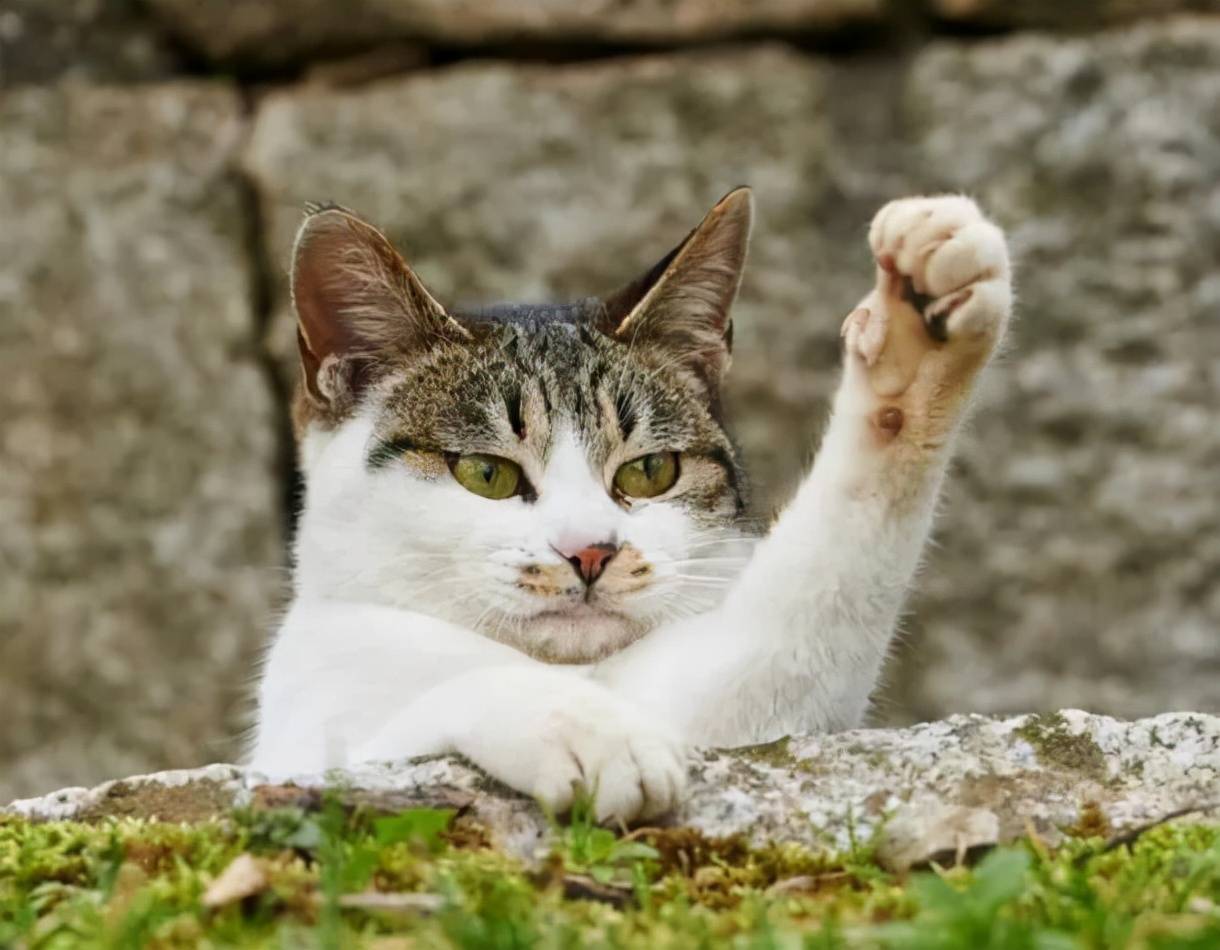 一个个憨头憨脑,又傻又二,活脱脱的谐星演员!不信?那