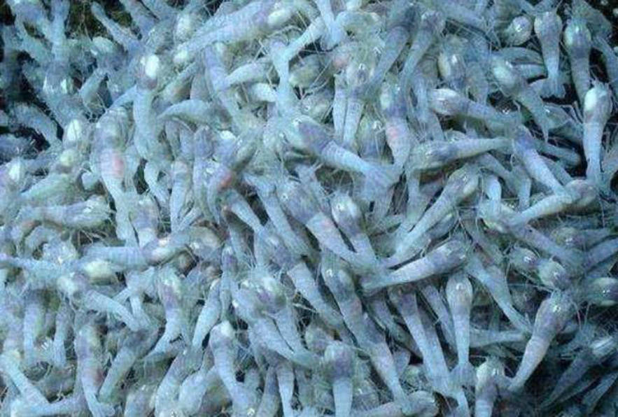 白色盲虾,为何能生活在450℃海底热泉旁?能将其煮熟品尝吗?