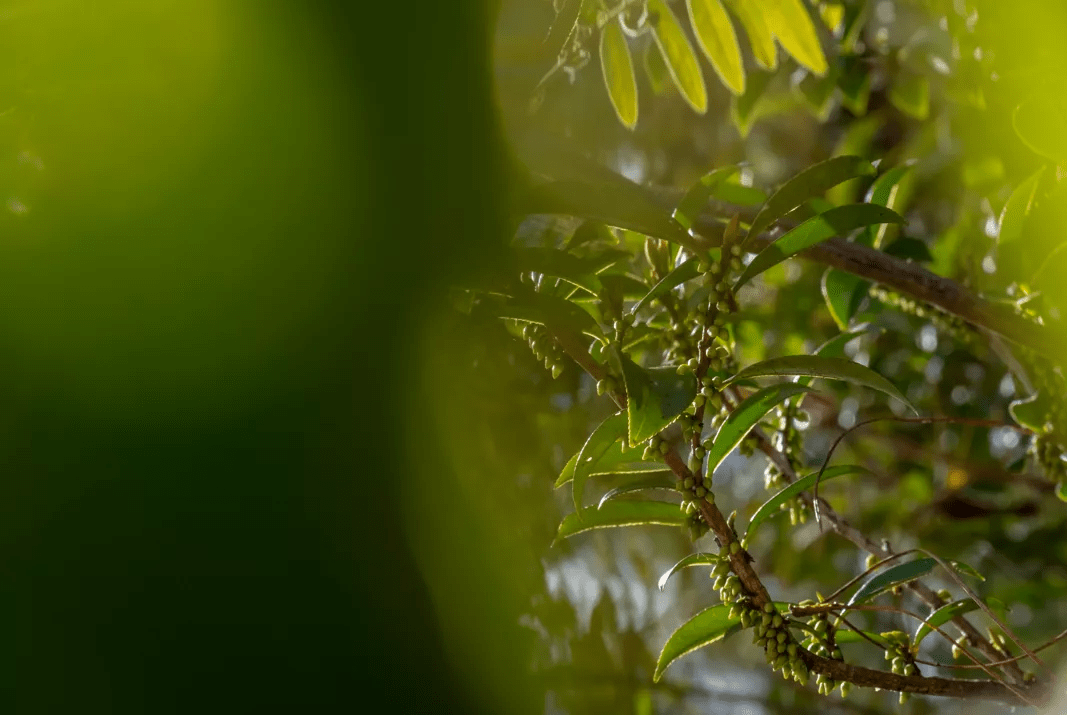 山桂花|腾冲北海乡：好山好水出好蜜