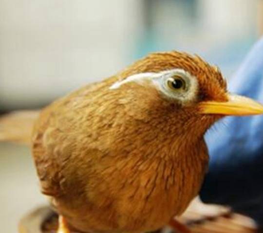 画眉鸟常见的眉形有哪些