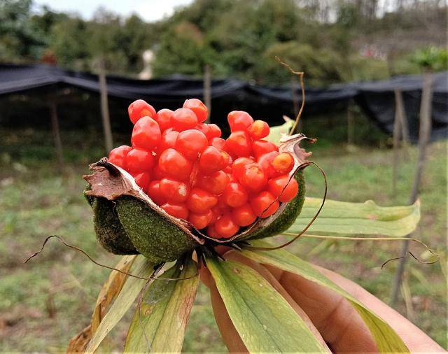 农村山里的"宝贝",野生一斤300,有人种植发财,农民:别跟风_重楼_叶片