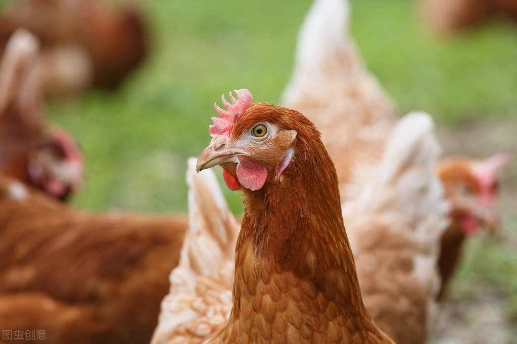 蛋鸡口腔溃疡形成的原因及解决方法