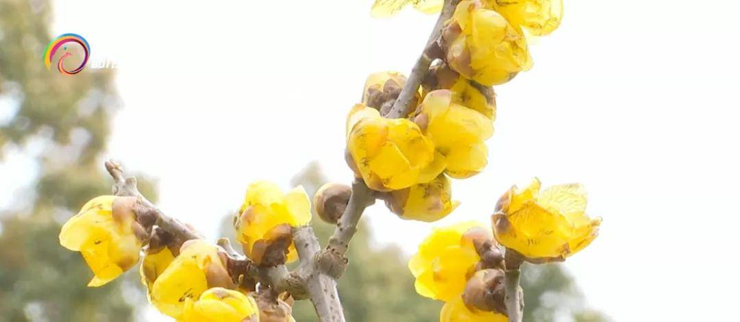 梅花|开了！花瓣薄如蝉翼，蜡梅绽放，惊艳了昆明的冬天