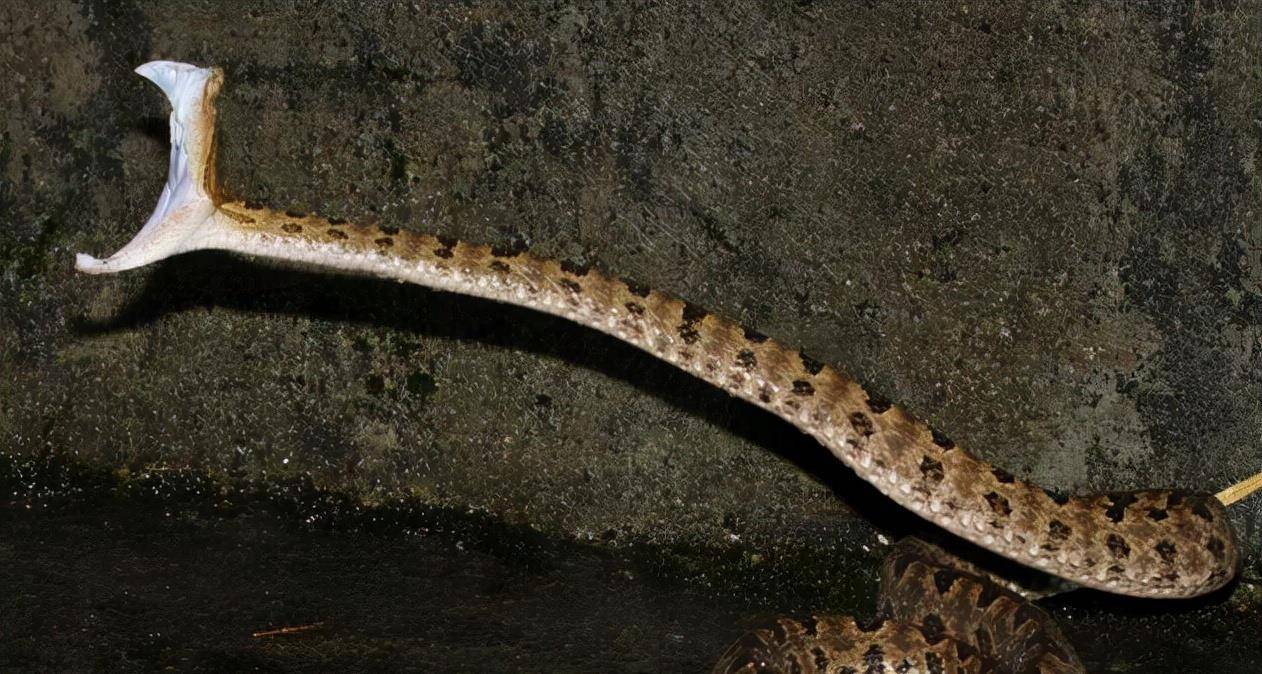 原创新竹一烙铁头蛇溜进院子小黑狗护主心切咬死毒蛇自己也中毒了