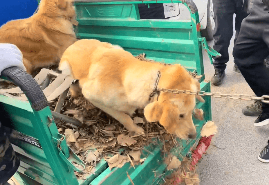 河南有位经常逛狗市的网友,这天这位网友又到了当地的狗市里,刚到狗市