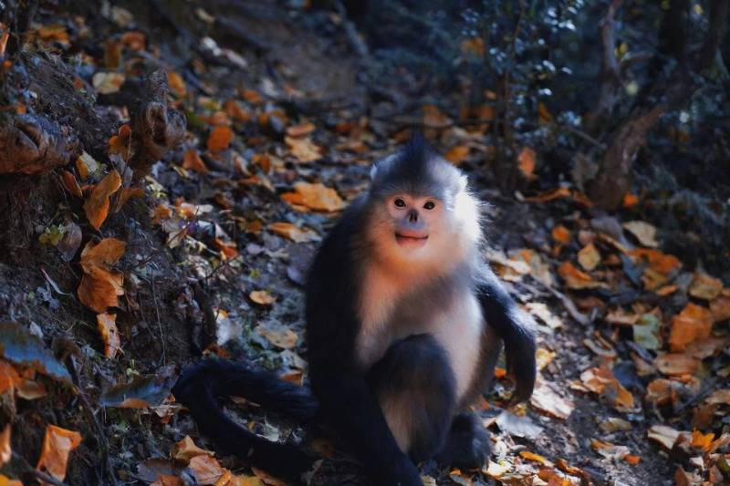 冬游香格里拉｜在维西塔城邂逅国宝滇金丝猴