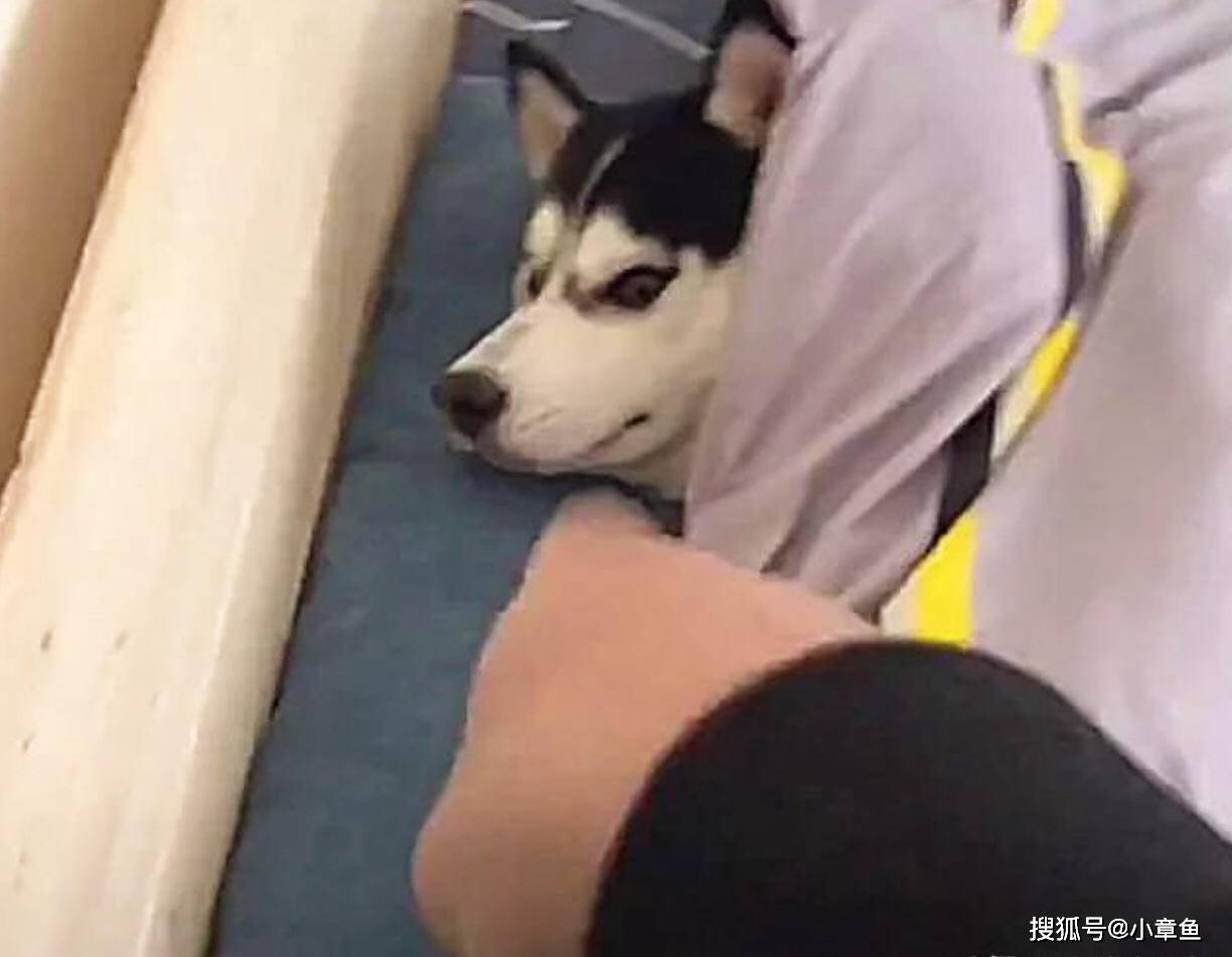 家小早上叫二哈起床，装病不理睬，主人一掀被窝藏了“老情人”