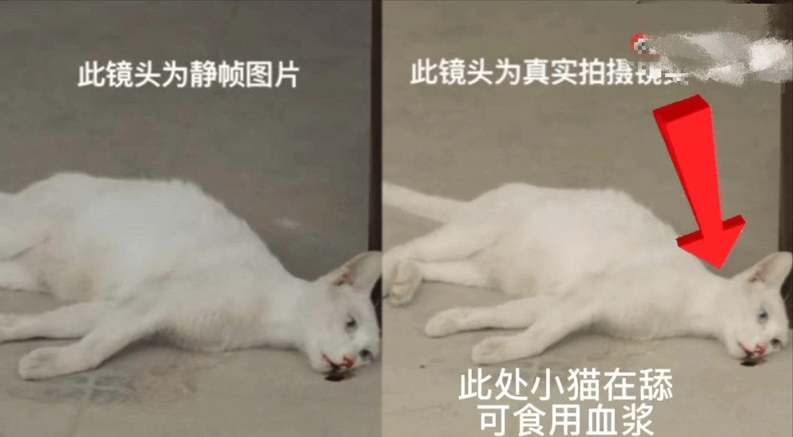 地方|配音抠图，这些都是假的，怎么在小动物、替身演员上喜欢较真呢？