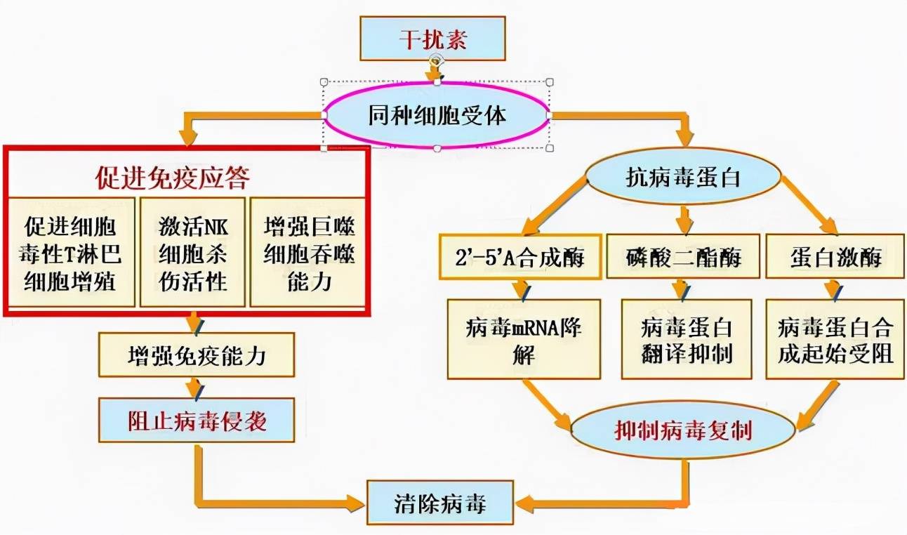 治疗|乙肝为什么难彻底治愈？现在的治疗手段能做到什么程度？