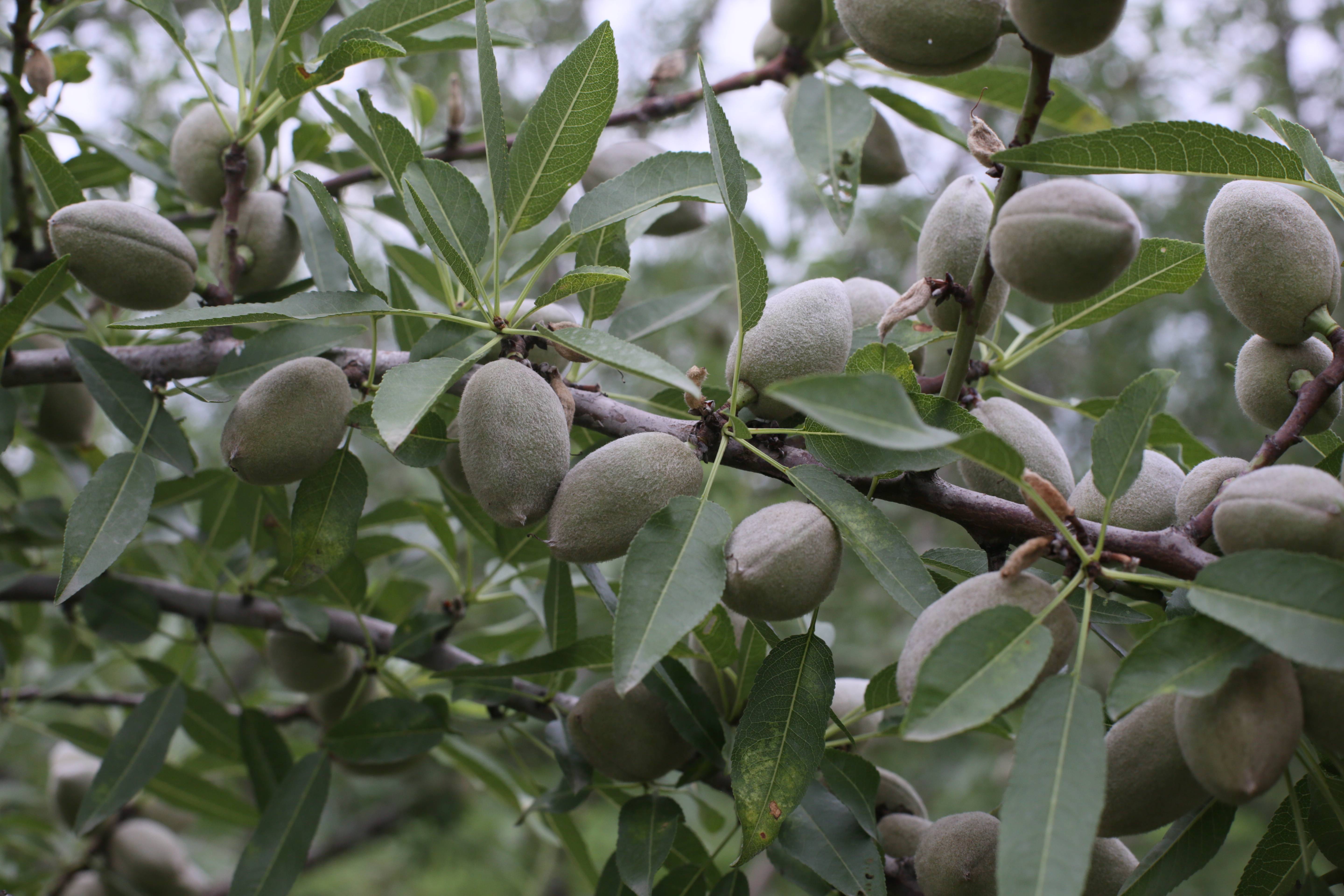种植巴旦木苗木有什么前景?_地区_河南_产量